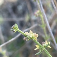 Galium gaudichaudii at Burra, NSW - 18 Oct 2023 10:59 AM