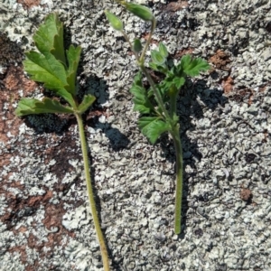 Erodium crinitum at Belconnen, ACT - 19 Oct 2023