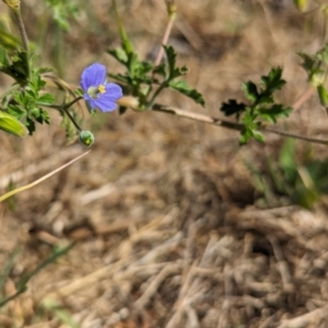 Erodium crinitum at Belconnen, ACT - 19 Oct 2023