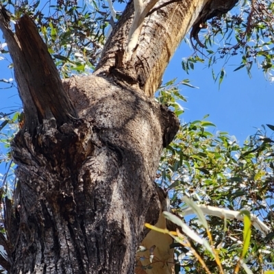 Eucalyptus sieberi (Silvertop Ash) at Nullica State Forest - 18 Oct 2023 by Steve818