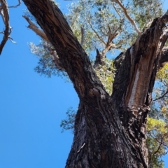 Eucalyptus sieberi at Nullica State Forest - 19 Oct 2023