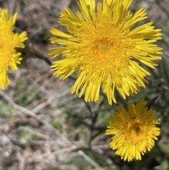 Podolepis jaceoides (Showy Copper-wire Daisy) at Burra, NSW - 18 Oct 2023 by JaneR