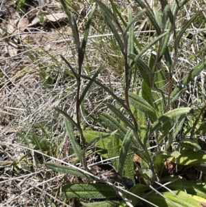 Podolepis jaceoides at Burra, NSW - 18 Oct 2023 12:40 PM