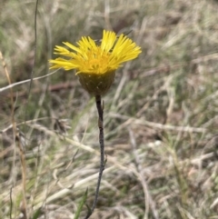 Podolepis jaceoides at Burra, NSW - 18 Oct 2023 12:40 PM