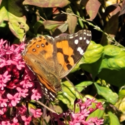 Vanessa kershawi (Australian Painted Lady) at Holt, ACT - 19 Oct 2023 by trevorpreston