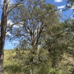 Angophora floribunda at Kangaroo Valley, NSW - 19 Oct 2023