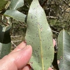 Angophora floribunda at Kangaroo Valley, NSW - 19 Oct 2023