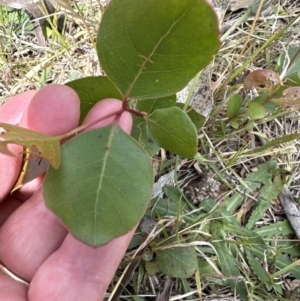 Eucalyptus amplifolia at suppressed - 19 Oct 2023