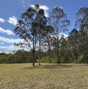 Eucalyptus amplifolia at Kangaroo Valley, NSW - suppressed