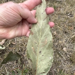 Eucalyptus amplifolia at suppressed - 19 Oct 2023