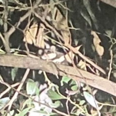 Acrobates pygmaeus (Feathertail Glider) at Namadgi National Park - 18 Oct 2023 by jaimiehopkins