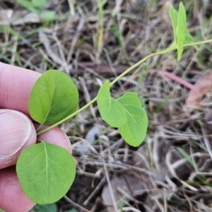 Lonicera japonica at Belconnen, ACT - 18 Oct 2023