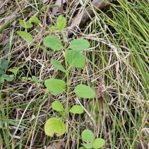 Lonicera japonica at Belconnen, ACT - 18 Oct 2023