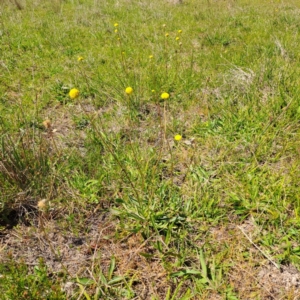 Craspedia variabilis at Tuggeranong, ACT - suppressed