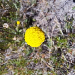 Craspedia variabilis at Tuggeranong, ACT - 19 Oct 2023