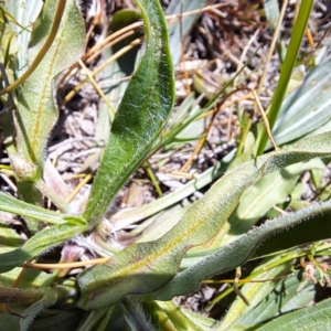 Craspedia variabilis at Tuggeranong, ACT - suppressed