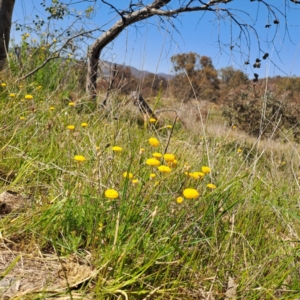 Leptorhynchos squamatus subsp. squamatus at Tuggeranong, ACT - 19 Oct 2023 11:04 AM