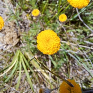 Leptorhynchos squamatus subsp. squamatus at Tuggeranong, ACT - 19 Oct 2023