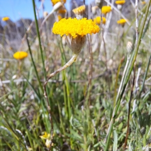 Leptorhynchos squamatus subsp. squamatus at Tuggeranong, ACT - 19 Oct 2023