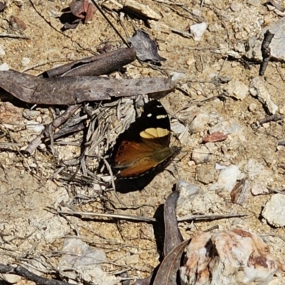 Vanessa itea (Yellow Admiral) at QPRC LGA - 19 Oct 2023 by Csteele4