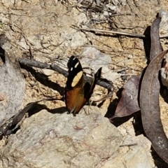 Vanessa itea at Captains Flat, NSW - 19 Oct 2023