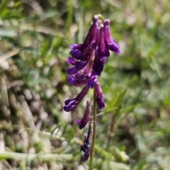 Vicia villosa subsp. eriocarpa (Russian Vetch) at Captains Flat, NSW - 19 Oct 2023 by Csteele4