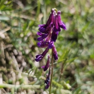 Vicia villosa subsp. eriocarpa at Captains Flat, NSW - 19 Oct 2023 11:27 AM