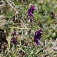 Vicia villosa subsp. eriocarpa at Captains Flat, NSW - 19 Oct 2023 11:27 AM