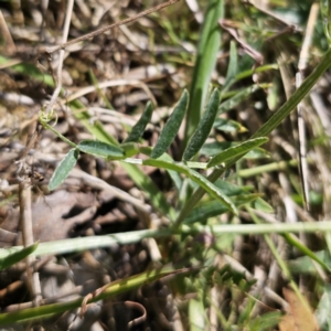 Vicia villosa subsp. eriocarpa at Captains Flat, NSW - 19 Oct 2023