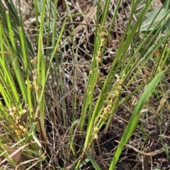 Lomandra filiformis subsp. coriacea (Wattle Matrush) at The Pinnacle - 18 Oct 2023 by sangio7