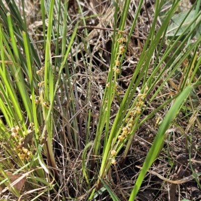 Lomandra filiformis subsp. coriacea (Wattle Matrush) at The Pinnacle - 18 Oct 2023 by sangio7