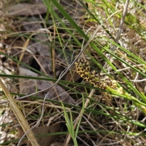 Lomandra filiformis subsp. coriacea at Belconnen, ACT - 18 Oct 2023