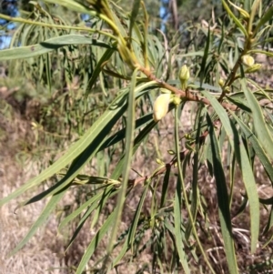 Eremophila longifolia at Mitchell, QLD - 24 Aug 2022