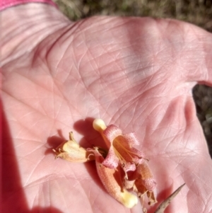 Eremophila longifolia at Mitchell, QLD - 24 Aug 2022 01:35 PM