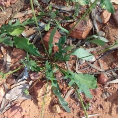 Velleia glabrata (Smooth Velleia) at Sommariva, QLD - 27 Aug 2022 by LyndalT