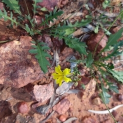 Velleia glabrata at Sommariva, QLD - 27 Aug 2022