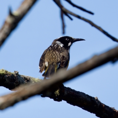 Phylidonyris novaehollandiae (New Holland Honeyeater) at Bungonia State Conservation Area - 1 Oct 2023 by KorinneM