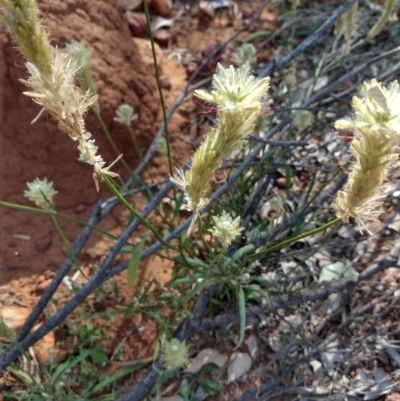 Ptilotus polystachyus (Long Tails) at Sommariva, QLD - 27 Aug 2022 by LyndalT