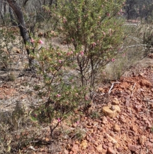Eremophila latrobei subsp. latrobei at Bakers Bend, QLD - 27 Aug 2022