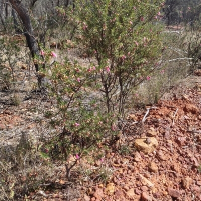 Eremophila latrobei subsp. latrobei at Bakers Bend, QLD - 27 Aug 2022 by LyndalT