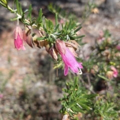 Eremophila latrobei subsp. latrobei at Bakers Bend, QLD - 27 Aug 2022