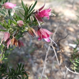 Eremophila latrobei at Charleville, QLD - 27 Aug 2022 11:43 AM