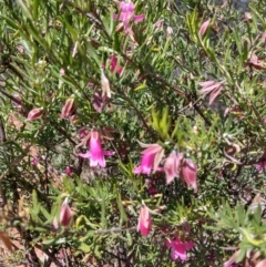 Eremophila latrobei at Charleville, QLD - 27 Aug 2022 11:43 AM