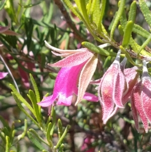Eremophila latrobei at Charleville, QLD - 27 Aug 2022 11:43 AM