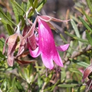 Eremophila latrobei at Charleville, QLD - 27 Aug 2022 11:43 AM
