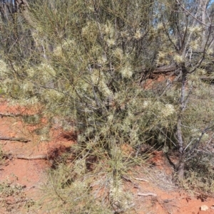 Hakea leucoptera at Charleville, QLD - 27 Aug 2022 12:37 PM