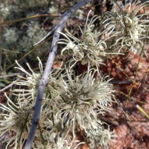 Hakea leucoptera at Charleville, QLD - 27 Aug 2022 12:37 PM