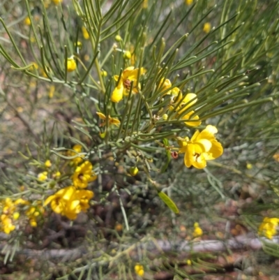 Unidentified Other Shrub at Charleville, QLD - 27 Aug 2022 by LyndalT