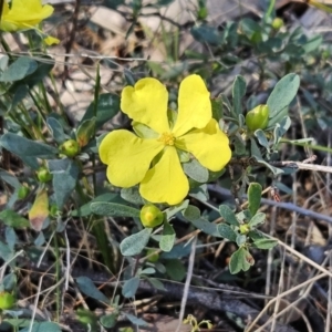 Hibbertia obtusifolia at Belconnen, ACT - 18 Oct 2023