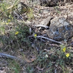 Hibbertia obtusifolia at Belconnen, ACT - 18 Oct 2023 03:49 PM